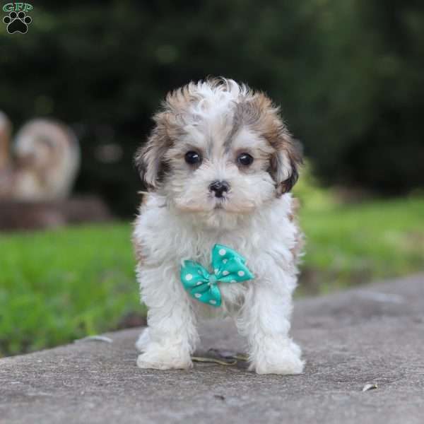 Kobe, Maltipoo Puppy